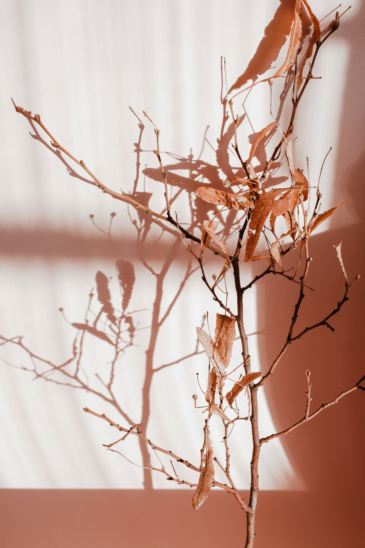 Branch with Dried Leaves against the Wall